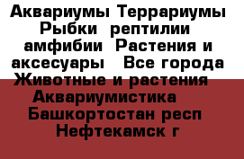 Аквариумы.Террариумы.Рыбки, рептилии, амфибии. Растения и аксесуары - Все города Животные и растения » Аквариумистика   . Башкортостан респ.,Нефтекамск г.